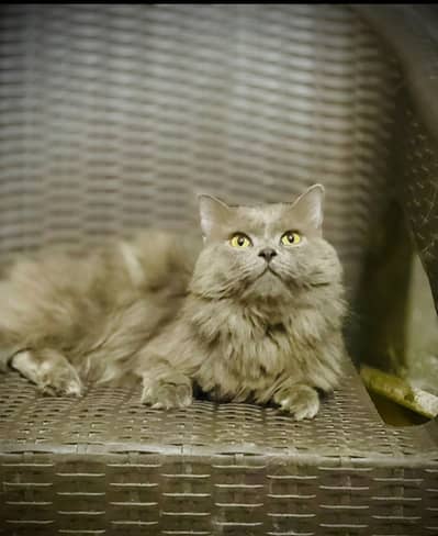 Male persona cat for sale