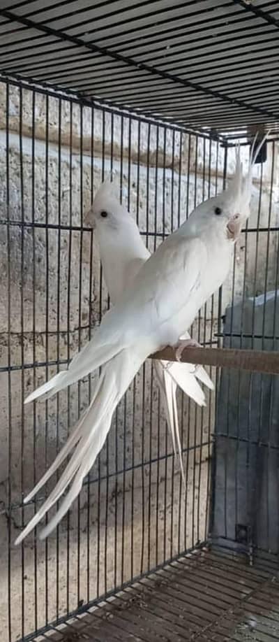 Eno cocktail breeder pair for sale