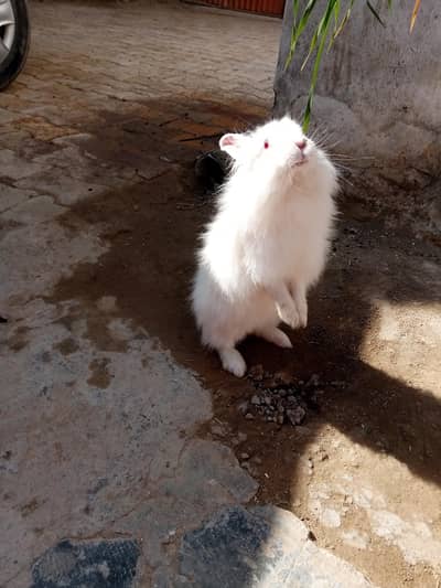 female rabbit big hair