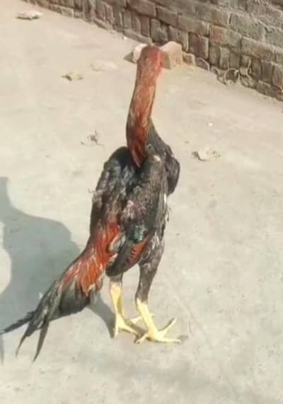 Shamo Swing Neck 03211164084