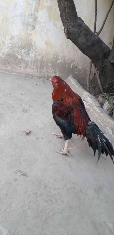 murghay for sale.