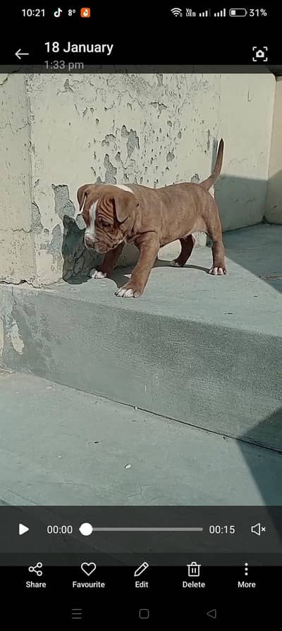 American Pitbull Terrior puppies