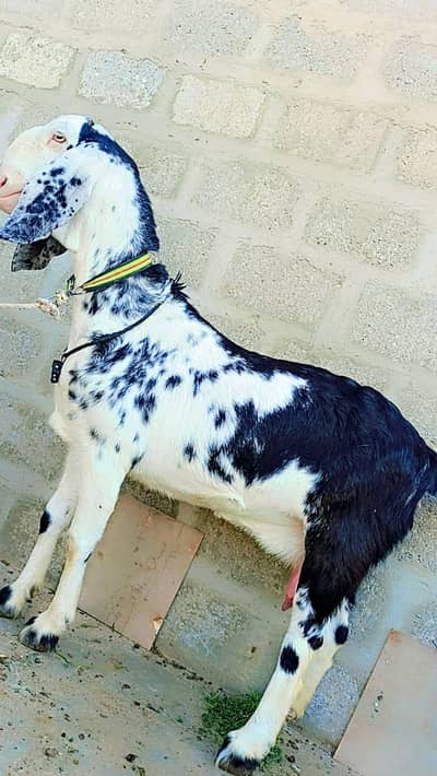 Desi goats/Tedda goats/bakri/bakry/healthy goats/goats for sale