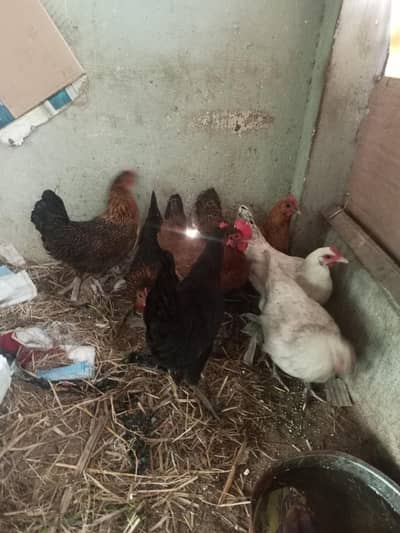 golden mourgiya Ando walo