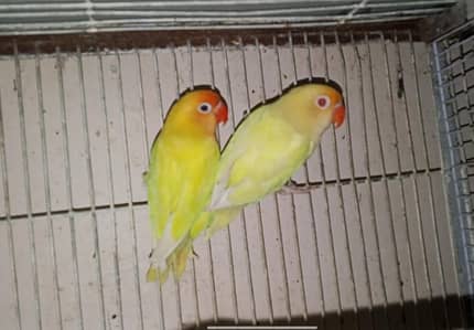 Love Birds Pairs for sale