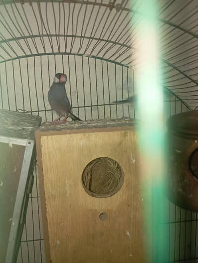 java pair with chiks