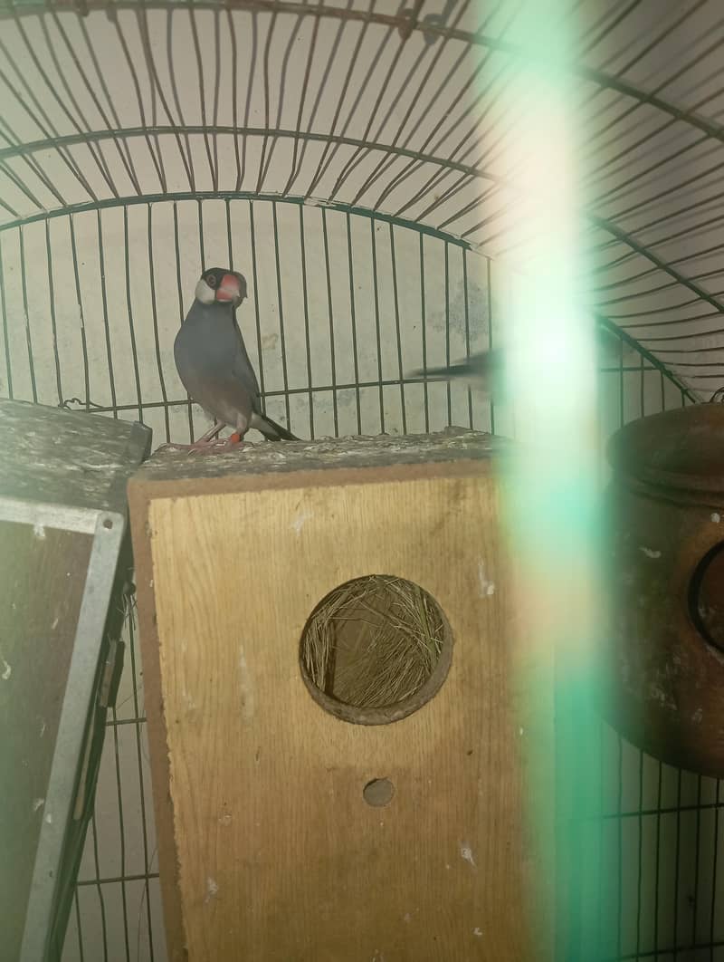 java pair with chiks 0