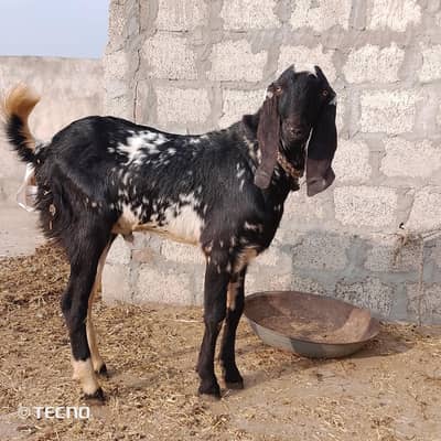 bital nasal ka bakra