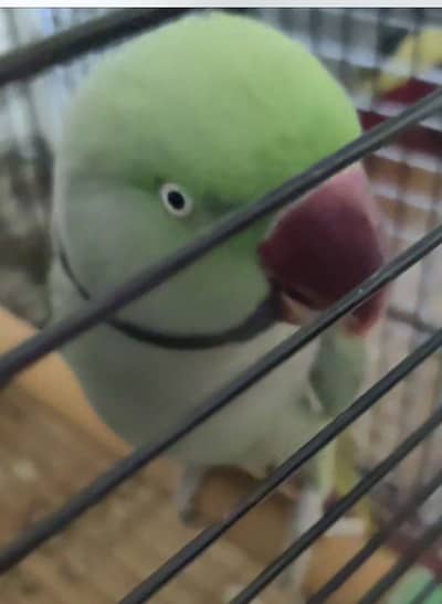 Gray parrot chick very big in size