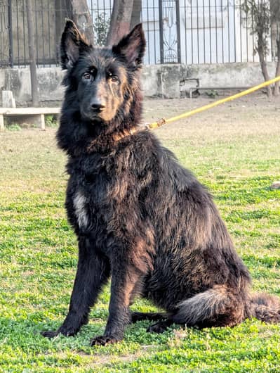 black german shepherd breeder female pink pedigree