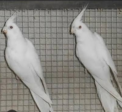 cockatiel parrot in low price