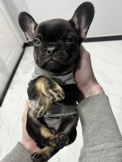 French bulldog