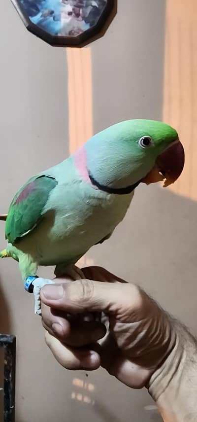 Raw parrot