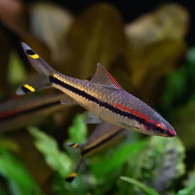 Torpedo Barbs, High Fin Zebra Danios, Rainbow Shark, Pearl Gourami