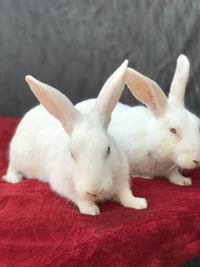 Beautiful White Red eyes pair