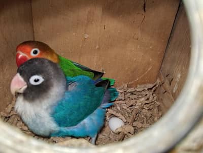 Love Birds breeder pair