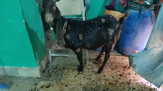 Urgent Sale Pure Kamori Gaban 1.5 month