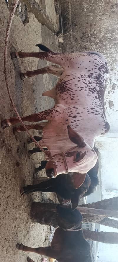 pure cholistani female