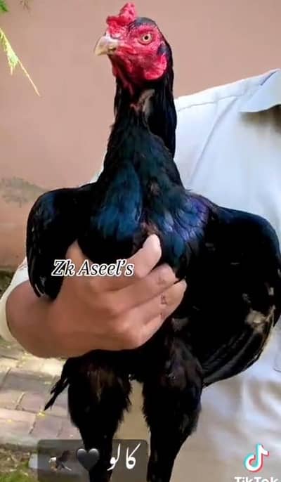 pure mushka lasani aseel