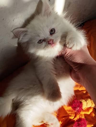 pure persintriple coated kittens available