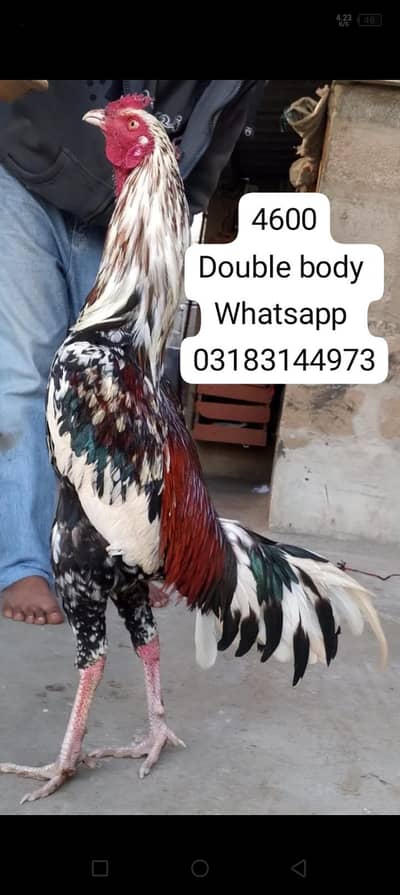 aseel murga | aseel murgi | murga