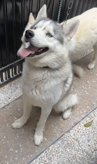 Pure Siberian Husky for stud/cross