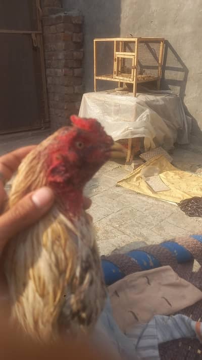 video ha jis bhi na lan ho wo rabta krya