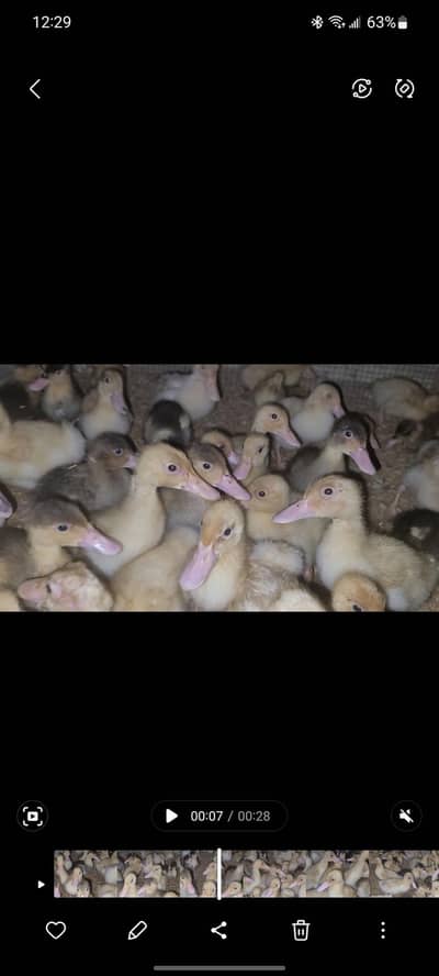 Desi & khaki cambell mix ducks