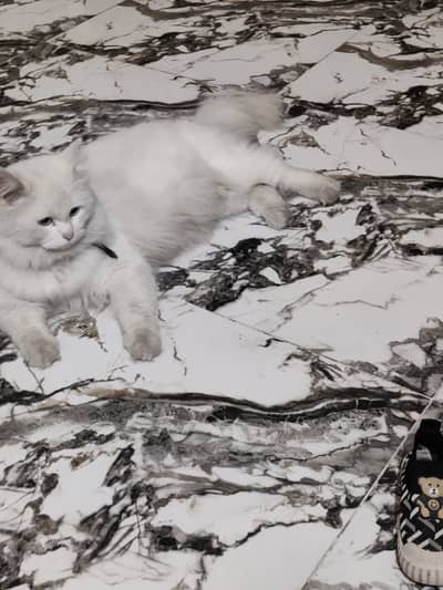 Triple coat persian cat