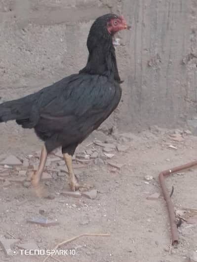 aseel mushka murgi for sale A1 quality read ad carefully