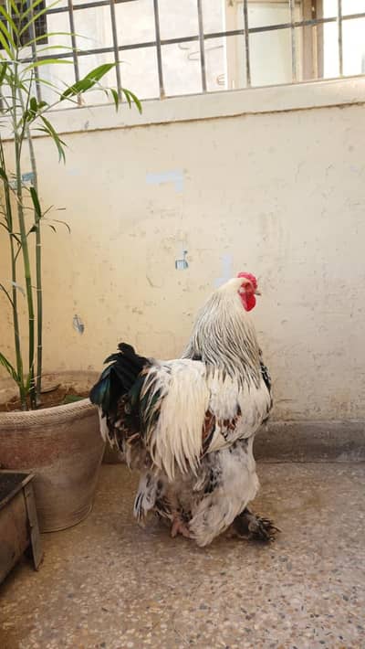 Light Brahma Breeder Male
