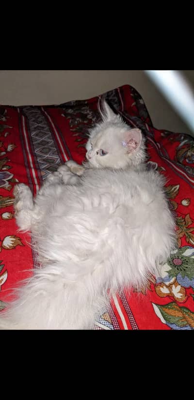 Persian Cat female. white color Brown Eyes.