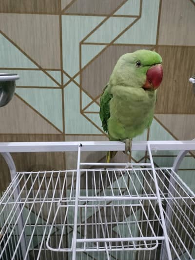 Male Raw Alexander Parrot with cage