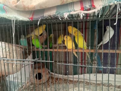 Australian Parrot| Baggies •PAIR BREEDER