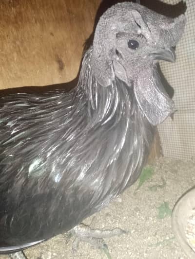 good quality male hai neat n clean all ok healthy active