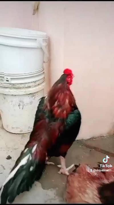 AMROHA sheraza /mushka NAWAB