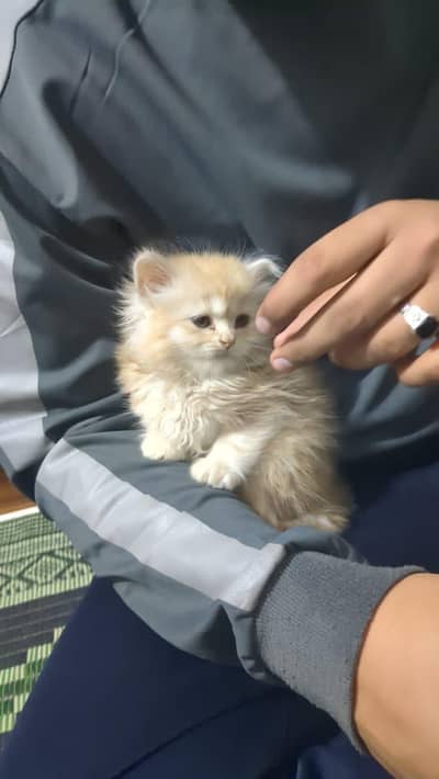 Persian kitten