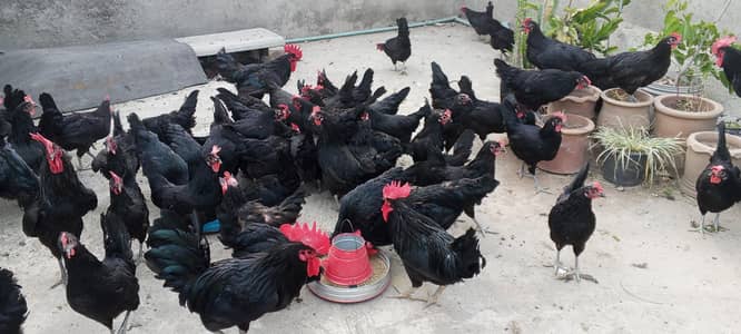 Astrolop eggs Available and Vaccinated