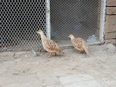 2 female teetar irani