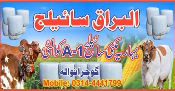 bismila cattle farm gujranwala