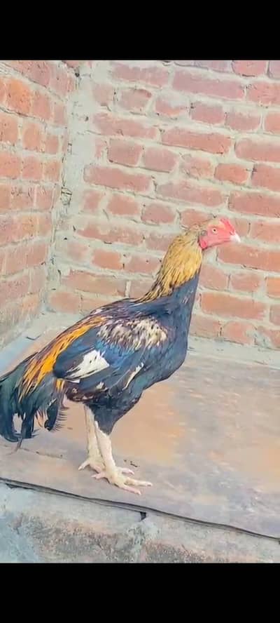 marathi  patha available wathsapp num 03406251311