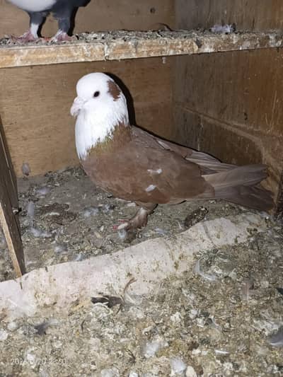 karbalai pegions for sale