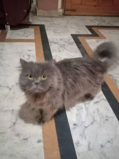 Persian Cat Triple coat, Long Hairs, Grey colour,