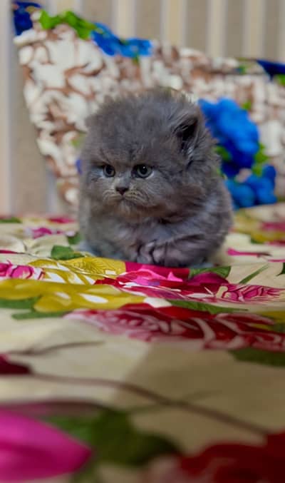 Persian Kitten Grey