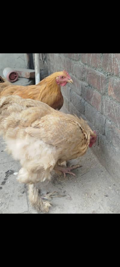 3 Golden Buff Heavy Male - Azan bhi dete Hain - Fully ready for cross