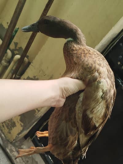 Three breeder egg laying ducks  one male and two females available