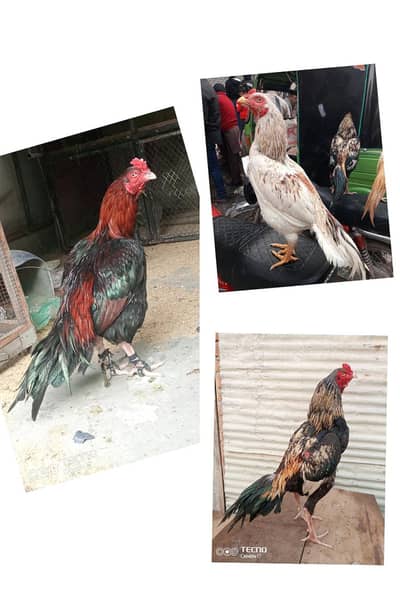 aseel lakha cheena jawa