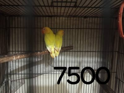 Love bird breeder pairs