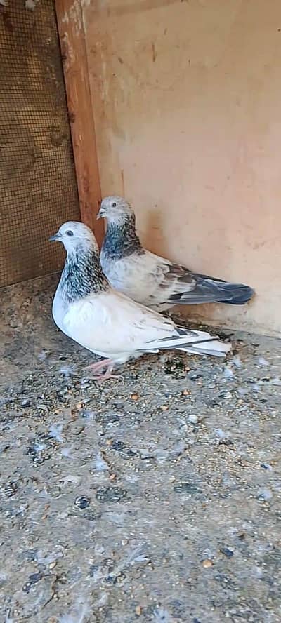 Pigeons (Bajrai)