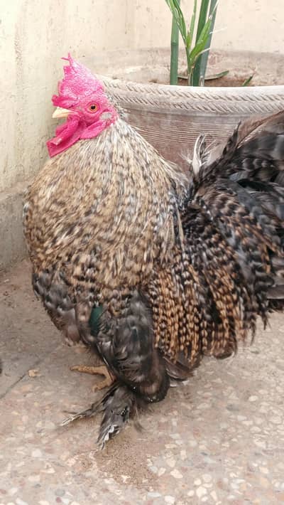Bantam Male